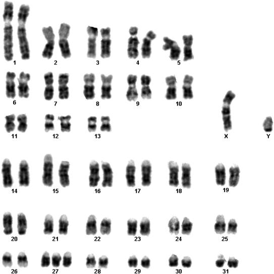 Heredity B Station 1 Examine the following karyotype. 1. What gender is this individual? a. male b. female c. indeterminate d. you cannot tell from this type of diagram 3.
