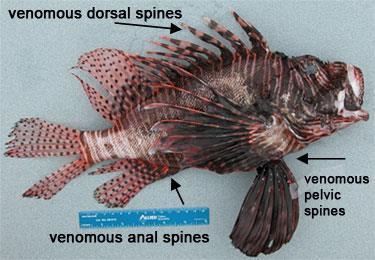 Areas of Venom Fish are second to