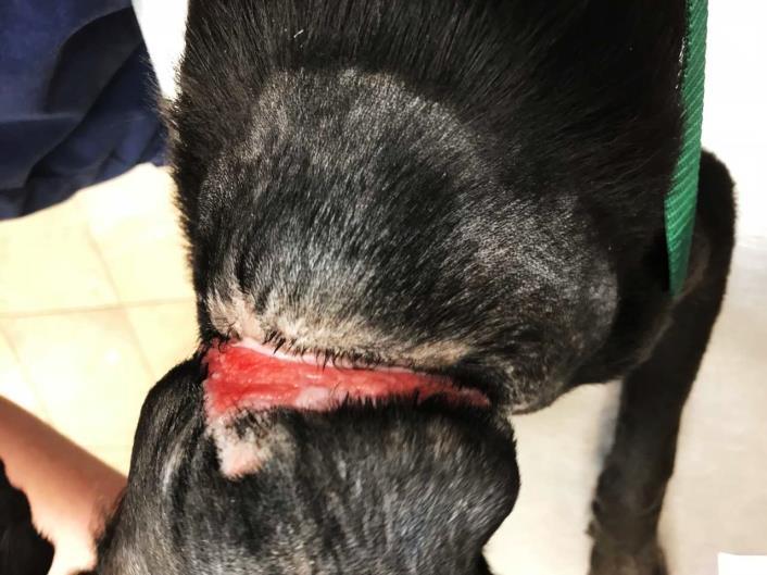 from an embedded collar), and a large open wound on his