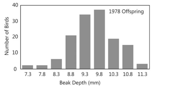 Beak Sizes of a Sample of 200 Medium Ground Finches Living on Daphne Major in 1976. Figure 3.