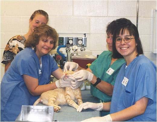 Operation Catnip Free clinic for community cats Spay/neuter FVRCP/FeLV/rabies vaccines Selamectin or ivermectin