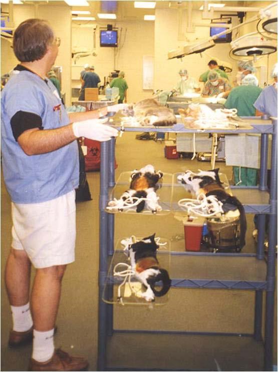 High-volume clinic Organized for maximum efficiency High cat numbers Minimize stress for cats