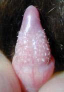 cryptorchid males Both testicles must be