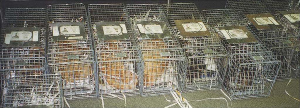 Recovery Cats returned to clean traps