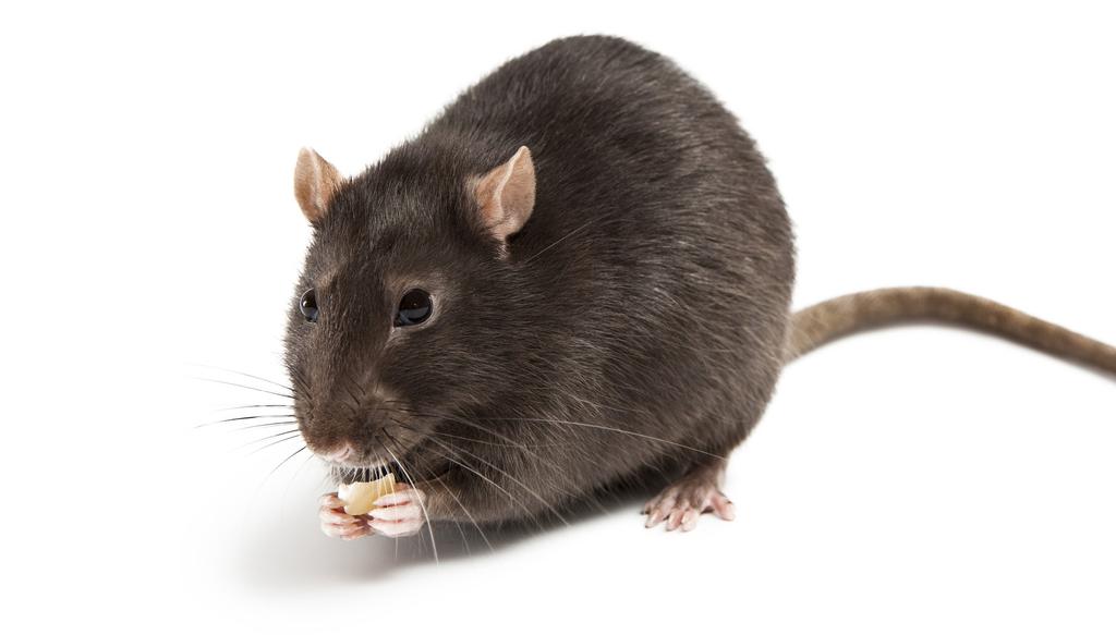 RATS Rats are some of the most pervasive critters on earth, with populations in nearly every corner of the earth.