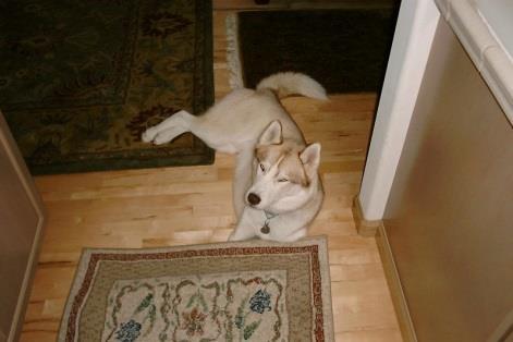2003 Denali would often bow down and slowly slide his paws under rugs.