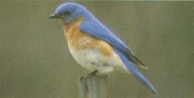Bulletin of the OKLAHOMA ORNITHOLOGICAL SOCIETY Vol. XIV March, 1981 No. 1 NESTING OF THE EASTERN BLUEBIRD IN PONTOTOC COUNTY, OKLAHOMA BY WII.