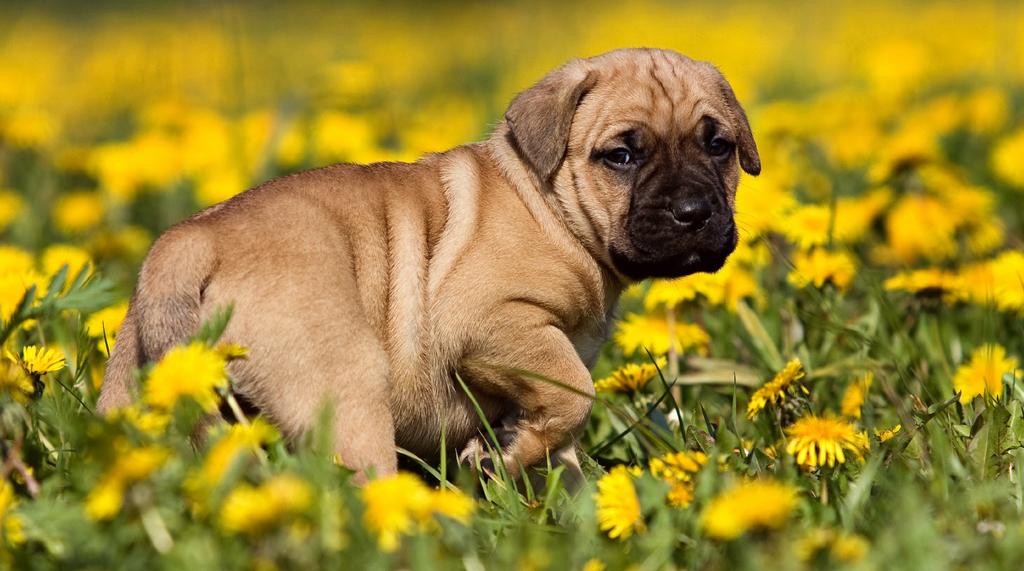 Why Should I Purchase a Puppy Wellness Plan?