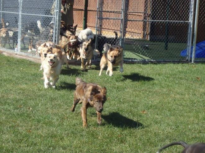 We take a lot of pictures of our daycare and boarding dogs playing and having a good time.