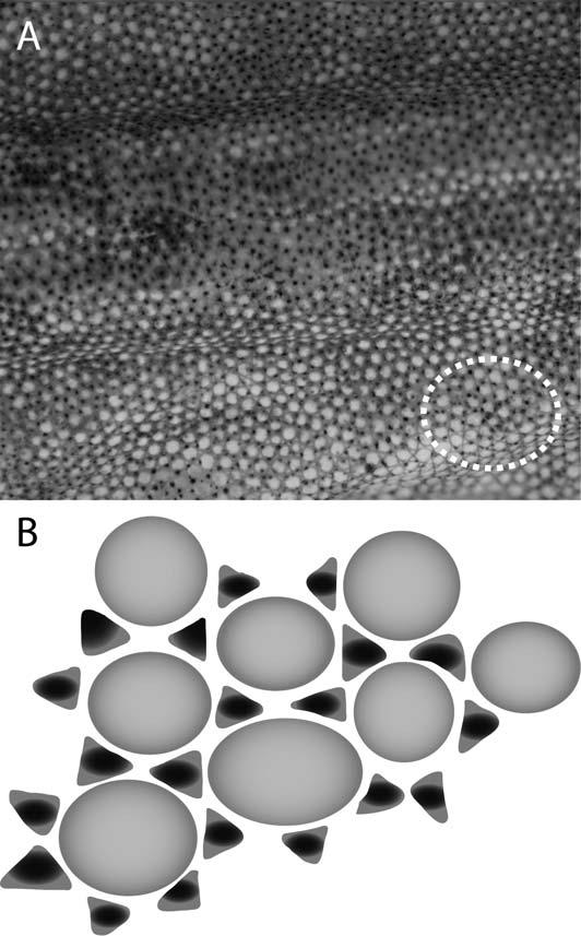 2014] HERPETOLOGICAL MONOGRAPHS 121 FIG. 5. Illustration of Star of David configuration formed by interstitial granules surrounding body scales, visible under high magnification. Magnification 325.