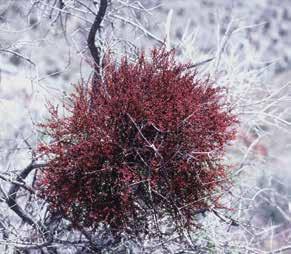 Jeffrey Glassberg (3) Top: Mesquite Mistletoe. April 7, 1997. Gilroy Canyon, Providence Mountains, Inyo Co., CA. Above:a female Great Purple Hairstreak. Aug. 22, 2011. Hickory, Chesapeake Co., VA.