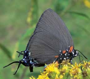 As such, it is a butterfly that most enthusiasts want to see and, if possible, have in their own gardens. The trick here is being able to grow mistletoes, the caterpillar foodplants.