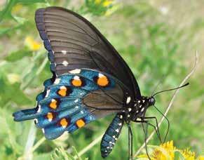 This contrasts with the situation in the East where the butterflies either normally occur north to the end of the foodplant range (Pipevine Swallowtails) or don t even normally occur as far north as