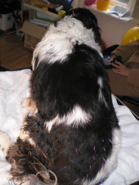 Acupuncture needles in Bertie's hind quarters. Dental problems Dental disease is extremely prevalent in older dogs and cats.
