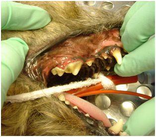 An older canine patient undergoing dental treatment under general anaesthesia. He is suffering from periodontal disease and required a thorough descale plus a two extractions.