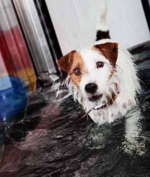 Since 2008 we have been able to provide hydrotherapy in an underwater treadmill for patients.