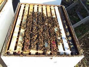 Clusters of this size usually have enough bees with stored fat to overwinter in our area.