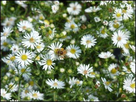 away. On the right is wild aster and notice the size of the pollen load on the forager.