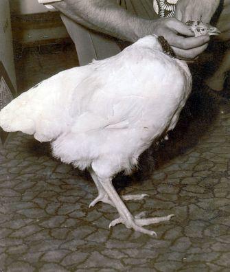On 10th September 1945 Lloyd Olsen went to kill a chicken on the farm for the family to eat that day.