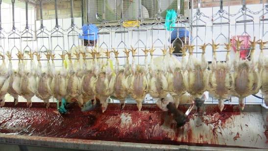 Poultry slaughter Technology Manual ( commercial ) 72 Halal and the requirement to face Mecca Because Halal