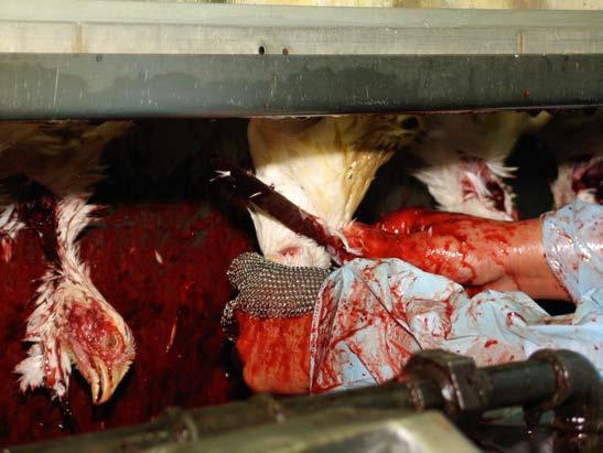 76 Effective slaughter - an obstructed view It is important that the operative has a clear view not only