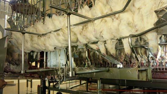 89 Automatic neck cutting - guide rails Capturing the neck of every chicken requires all birds to be in the same approximate