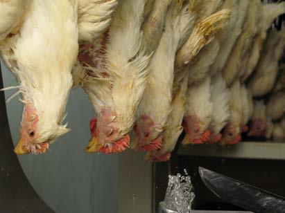 The animal or bird should be alive and healthy at the time of slaughter.  other unhygienic substances 3.