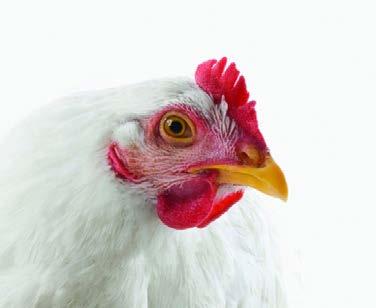 16 Requirements for Zibah ( UK ) 1. The animal or bird should be alive and healthy at the time of slaughter. 2.