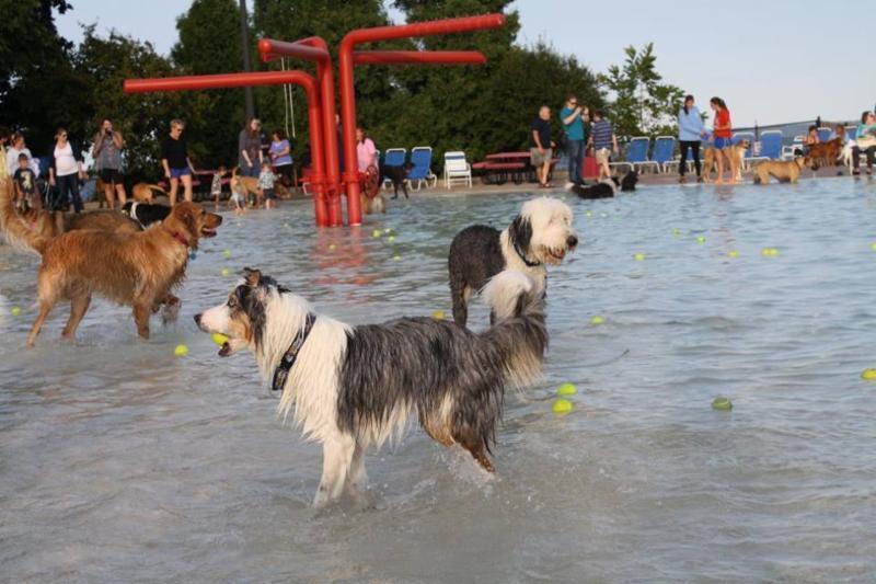 Drool in the Pool On August 24, 2017 Neenah Park and Recreation Department closed the Neenah pool for people to swim and opened it up to the dogs of our community.