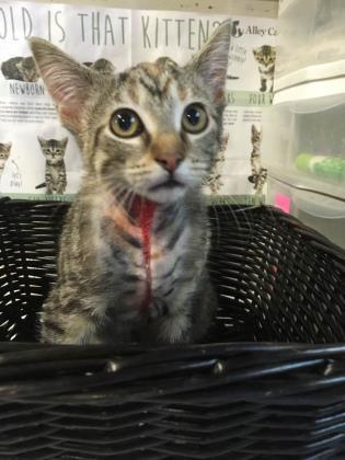 She was brought in by a Good Samaritan and then taken directly to the vet. At first, her chances of survival looked bleak.