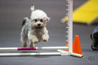 A DANDIE AT THE 2014 EUKANUBA AGILITY INVITATIONAL By Kim O Neill I was very happy when I received the official invitation to the 2014 AKC Agility Invitational that was held in Orlando, FL, December