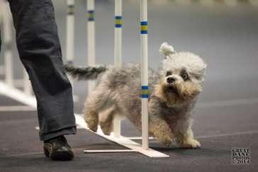 To earn a MACH or PACH a dog must earn 750 MACH or PACH points as well as earn 20 Double Q s (which is qualifying in both Master Standard and Master Jumpers with Weaves at the same trial).