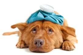 CANINE FLU INFORMATION April 28, 2015 Canine Influenza Recently Confirmed in Iowa Michigan Reportedly Influenza-Free The first case of canine influenza in Iowa has been confirmed in Sioux City.