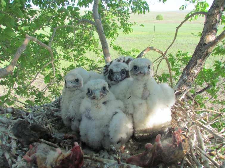The Altai saker project A-group B-group Total Natural nestlings