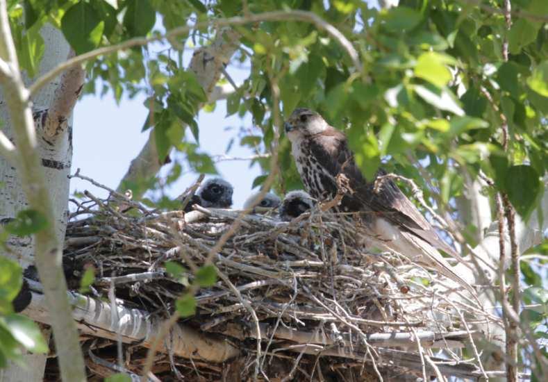 broods 5 broods + 1 adult wounded female 10 nests 2 broods 2