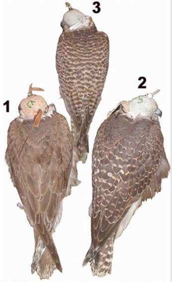 The saker falcon in the Altai-Sayans The Western (Falco cherrug cherrug) and Eastern (F. ch. milvipes) sakers the genetically confirmed subspecies.