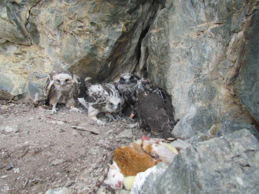The Altai saker project All the nestlings were ringed with color rings.
