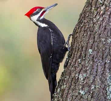 Wood Duck Pileated