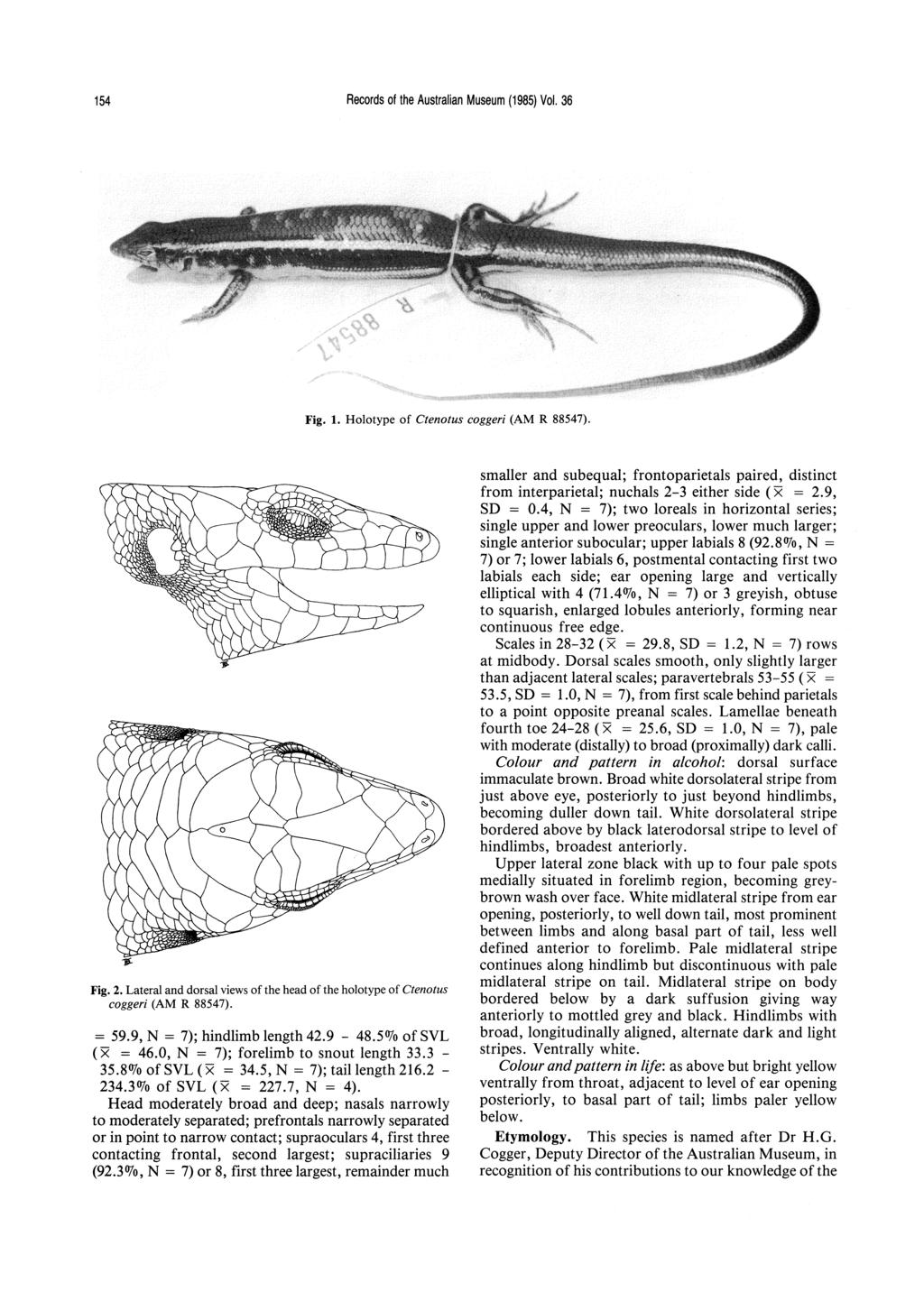 154 Records of the Australian Museum (1985) Vol. 36 Fig. 1. Holotype of Ctenotus coggeri (AM R 88547). Fig. 2. Lateral and dorsal views of the head of the holotype of Ctenotus coggeri (AM R 88547).