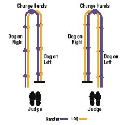 In the breed ring this pattern is done with two dogs to allow the judge to compare the dogs. They are gaited down (no courtesy turns) and back with the dogs in the middle, both going and returning.