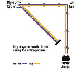 When doing the Down and Back with two dogs, the handlers step off at the same time, with the dogs in the center and the handlers on the outside.