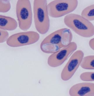 On four smears (9%), there were also inclusions in the erythrocyte cytoplasm with a more pleomorphic ovoid to curved shape, possessing a typically
