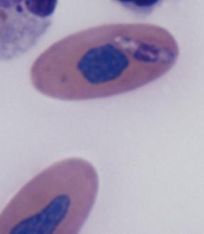 Most erythrocytes with inclusions contained only one, but very rarely, two were seen in the same erythrocyte.