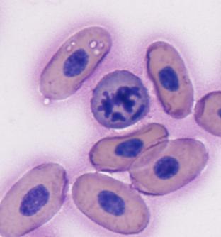 Polychromatophils were round cells, approximately 12-18µm in diameter (n=6), with a variably-dark blue hue to the cytoplasm. The nucleus was round, dark blue, and varied from 5-10µm in diameter (n=5).