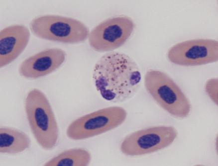 Six different morphological types of leukocytes were readily identifiable on the smears. These leukocytes were classified as heterophils, basophils, eosinophils, azurophils, monocytes and lymphocytes.