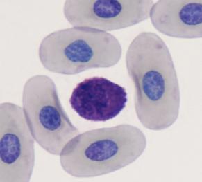 individual granules appeared purple-pink (Figure 40).