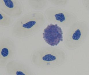 Basophil granules did not stain with alcian blue or