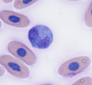 Figure 47: Monocytes.