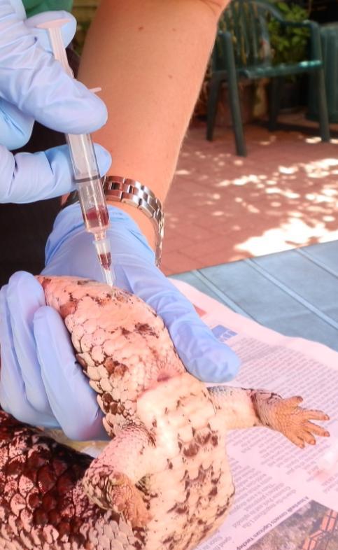 Figure 9: Venepuncture of the ventral coccygeal vein of a bobtail lizard. 1.