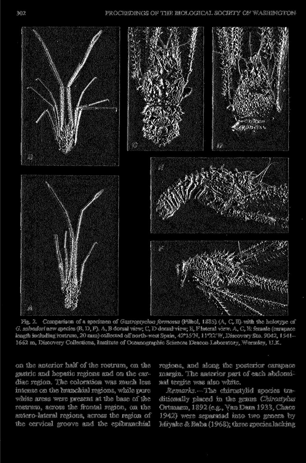 302 PROCEEDINGS OF THE BIOLOGICAL SOCIETY OF WASHINGTON Fig. 2. Comparison of a specimen of Gastroplychus formosus (Filhol, 1885) (A, C, E) with the holotype of G. salvadori new species (B, D, F).